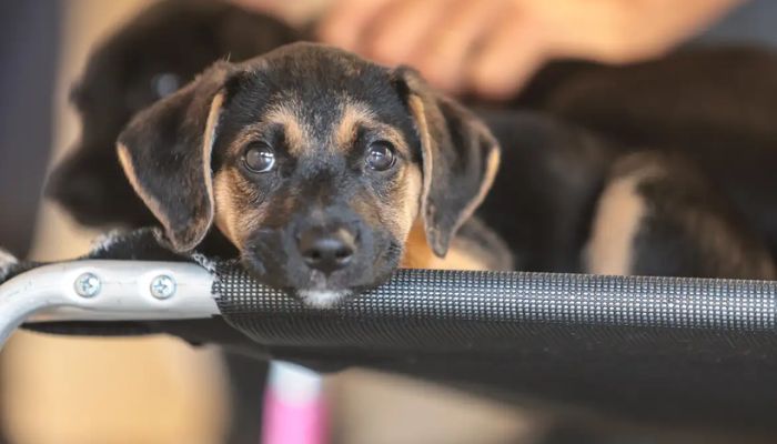 Governo abre consulta pública sobre genéricos e similares veterinários